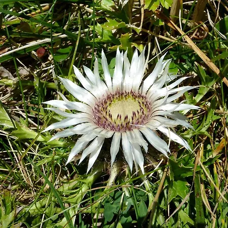 Alpenflair Whg 201 